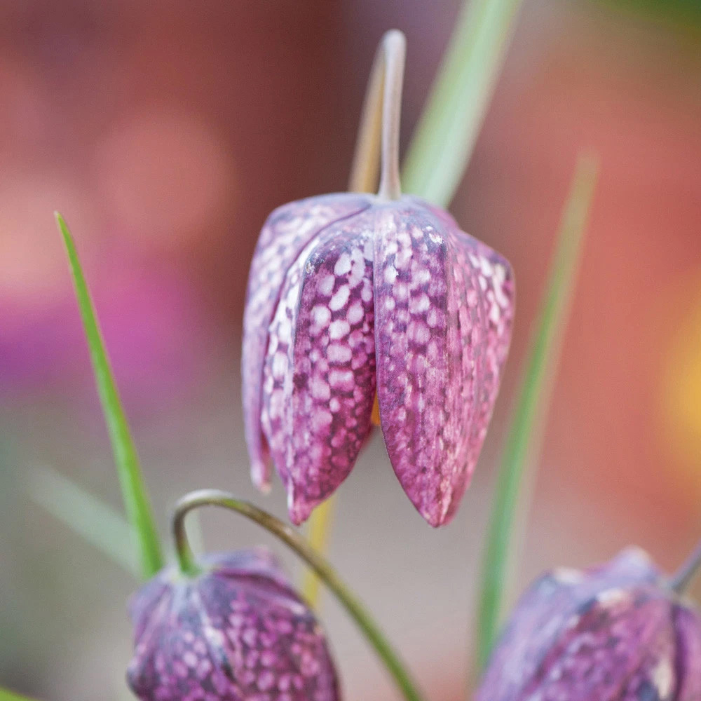Thompson and Morgan Fritillaria Meleagris Mix Autumn Planting Bulb 160 Pack Image 7