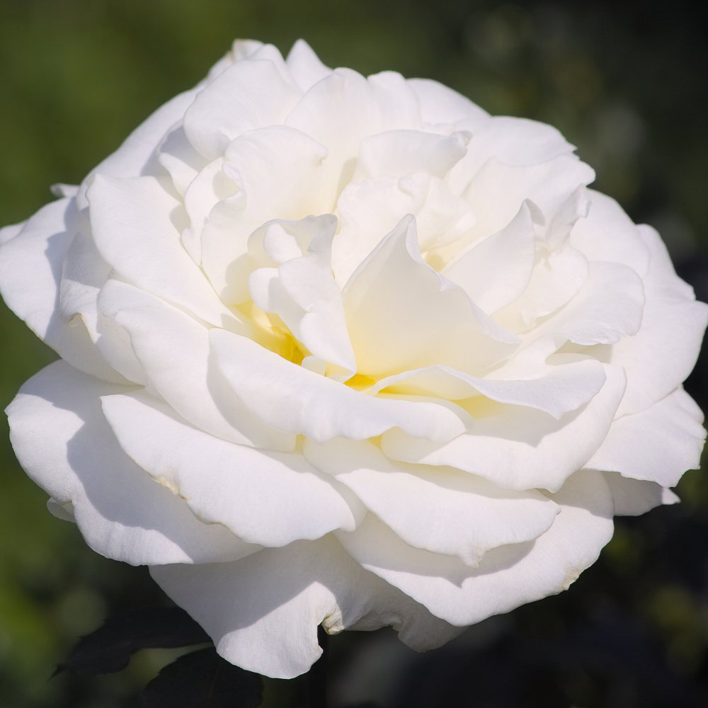 Thompson and Morgan Rose Duo Collection 4 Bare Roots Image 5