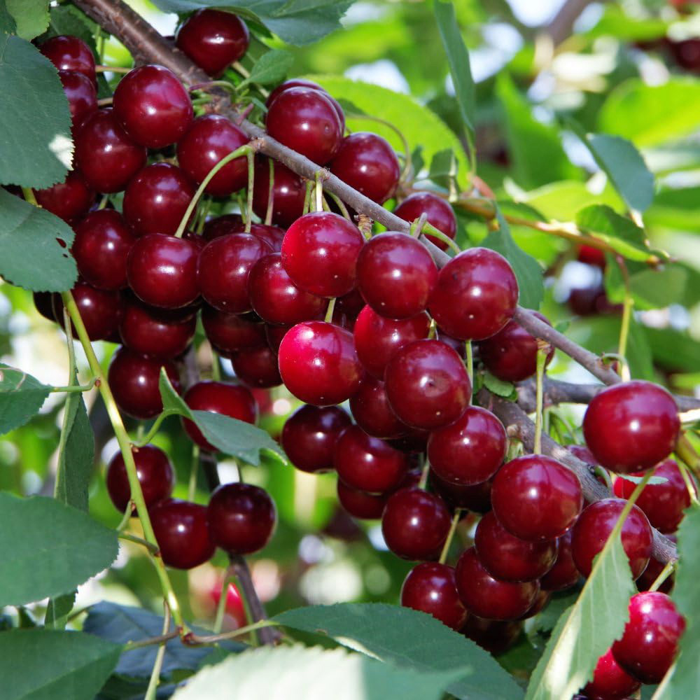 Thompson and Morgan Cherry Prunus Stella on Colt Potted Plant 9L Image 3