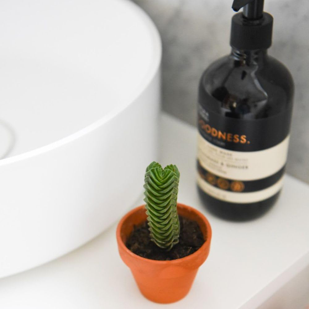 Thompson and Morgan Crassula Buddhas Temple Potted Plant 6cm Image 4