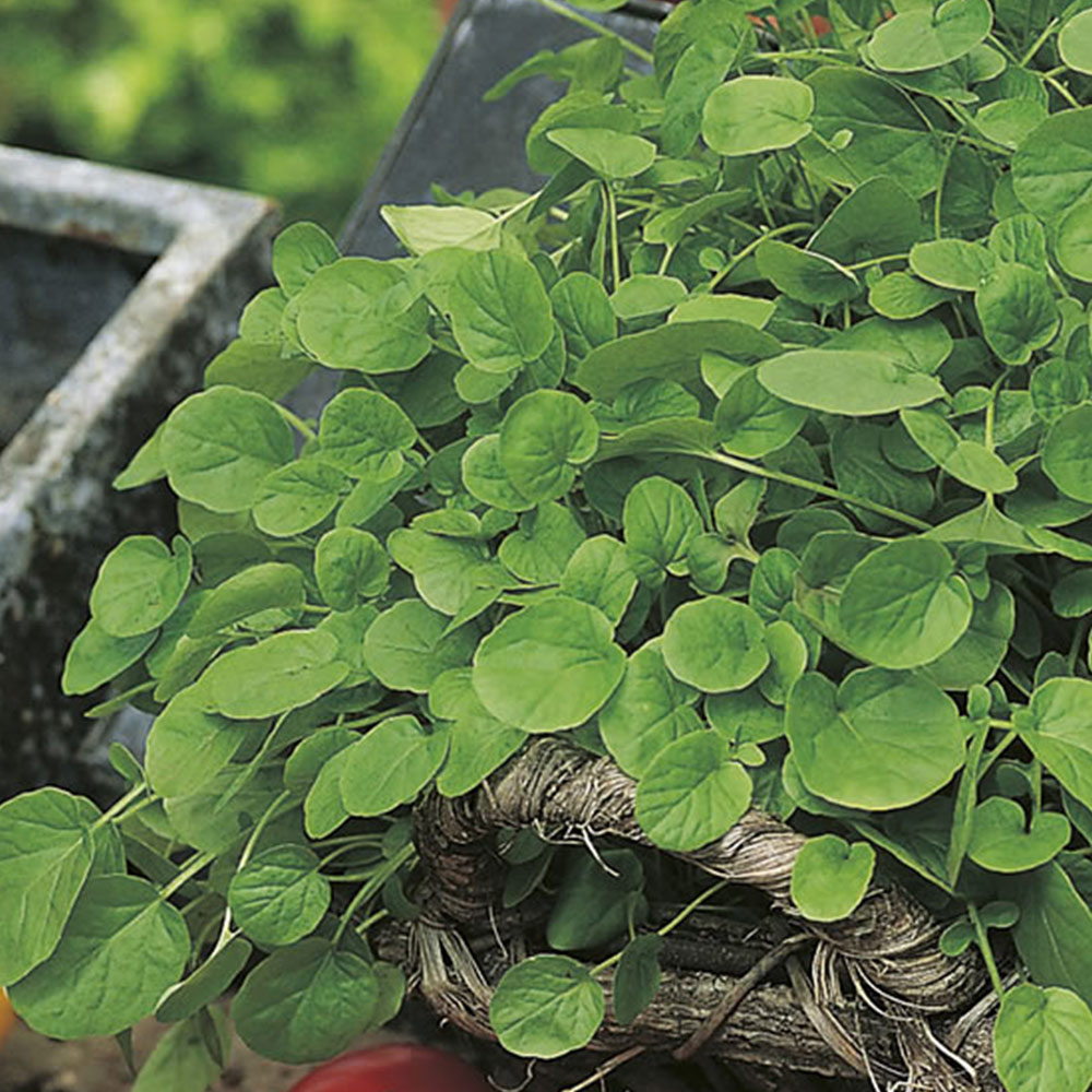 Johnsons Cress American Land Seeds Image 2