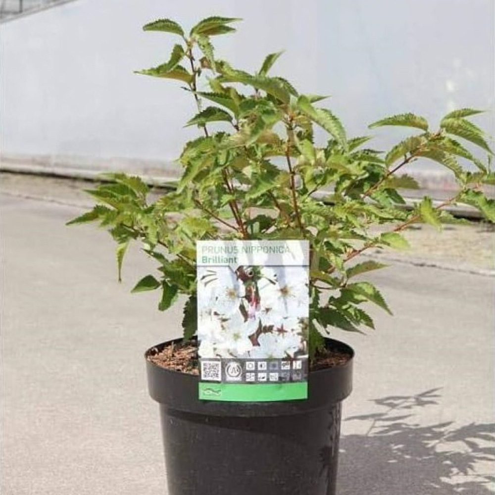 Thompson and Morgan Prunus Nipponica Brilliant Plant Pot 3.6L Image 2