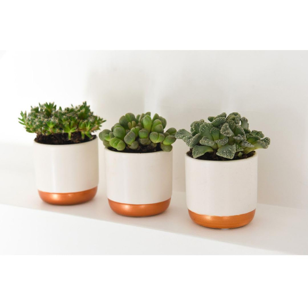 Thompson and Morgan Lithops species Mix 8.5cm Image 5