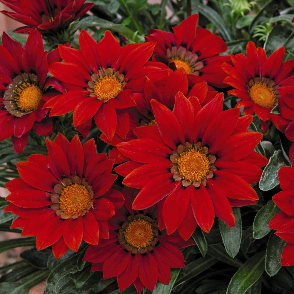 Thompson and Morgan Gazania Daybreak Red Shades Garden Ready Plant 15 Pack Image 2