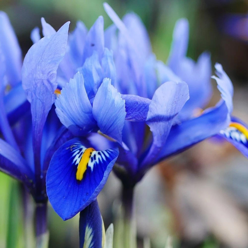 Thompson and Morgan Iris Reticulata Autumn Planting Bulb 160 Pack Image 3