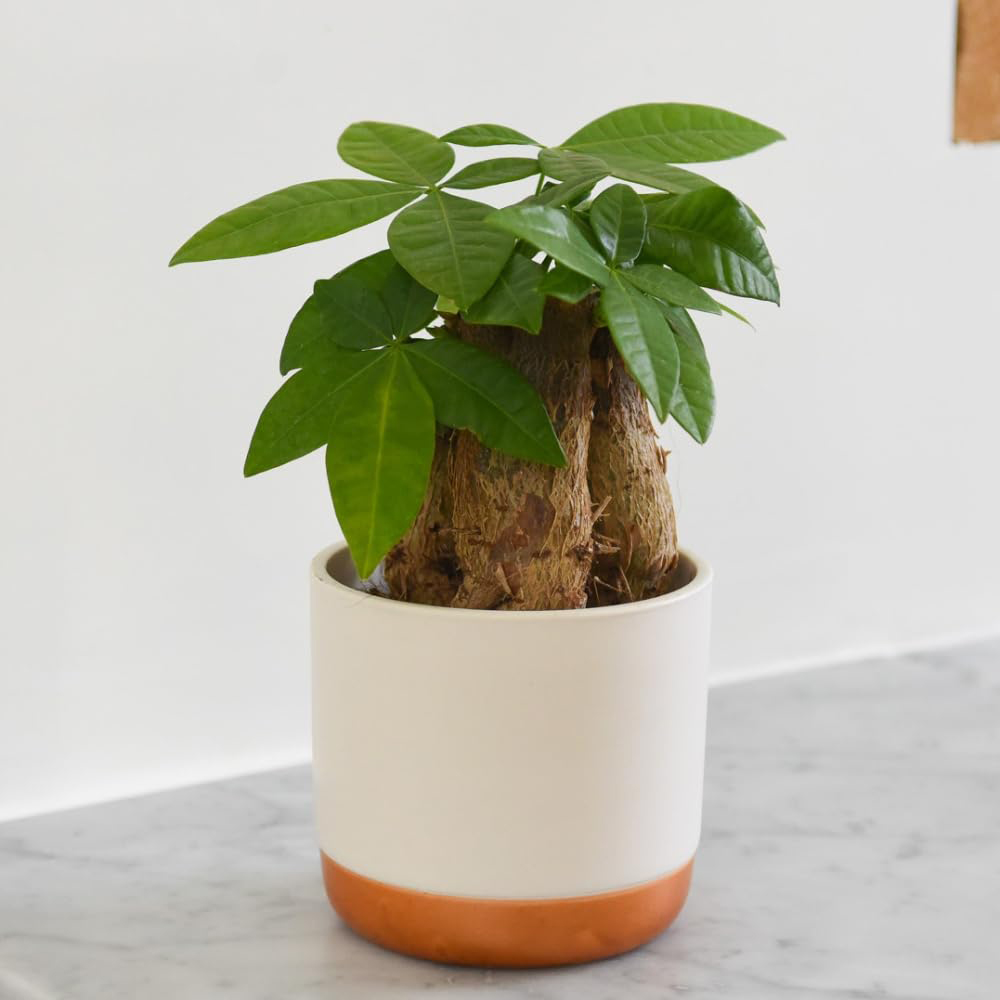 Thompson and Morgan Pachira Aquatica Money Tree Plant Pot 9cm Image 5