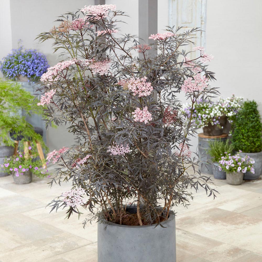 YouGarden Sambucus Nigra Black Lace Pot 2L Image 2