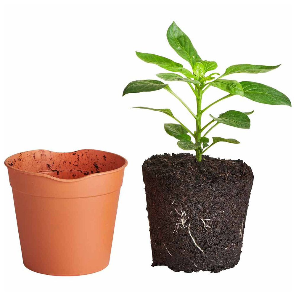 Clever Pots Large Easy Release Propagation Pots 15 x 13cm 5 Pack Image 5
