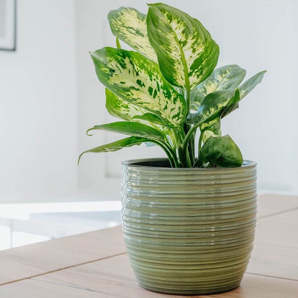 Thompson and Morgan Dieffenbachia Maculata Compacta Potted Plant 12cm Image 6