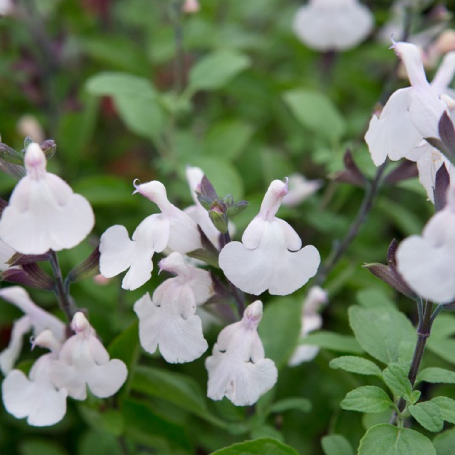 Salvia Heatwave Glimmer Plant Image 2