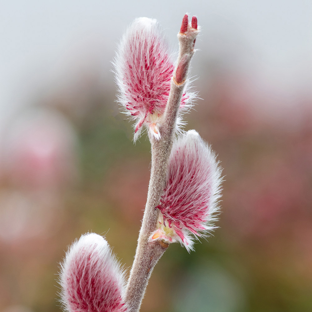 YouGarden Standard Pink Pussy Willow Salix Mount Aso Plant Pot 75cm Image 2