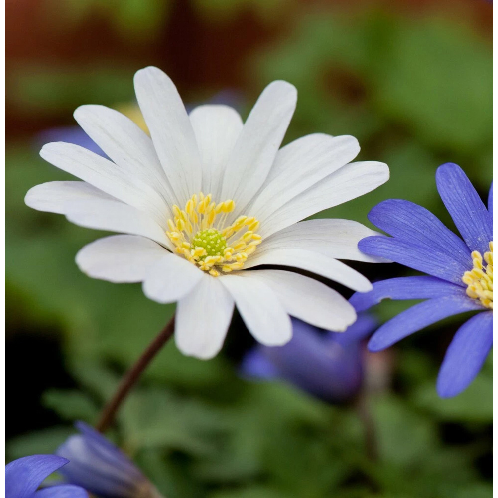 Thompson and Morgan Anemone Blanda Mixed Planting Bulb 160 Pack Image 7