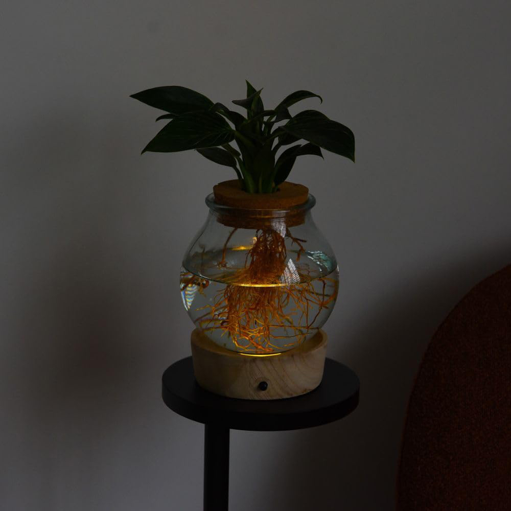 Thompson and Morgan Spathiphyllum Diamond Plant in Glass Vase with Light Up Base Image 3