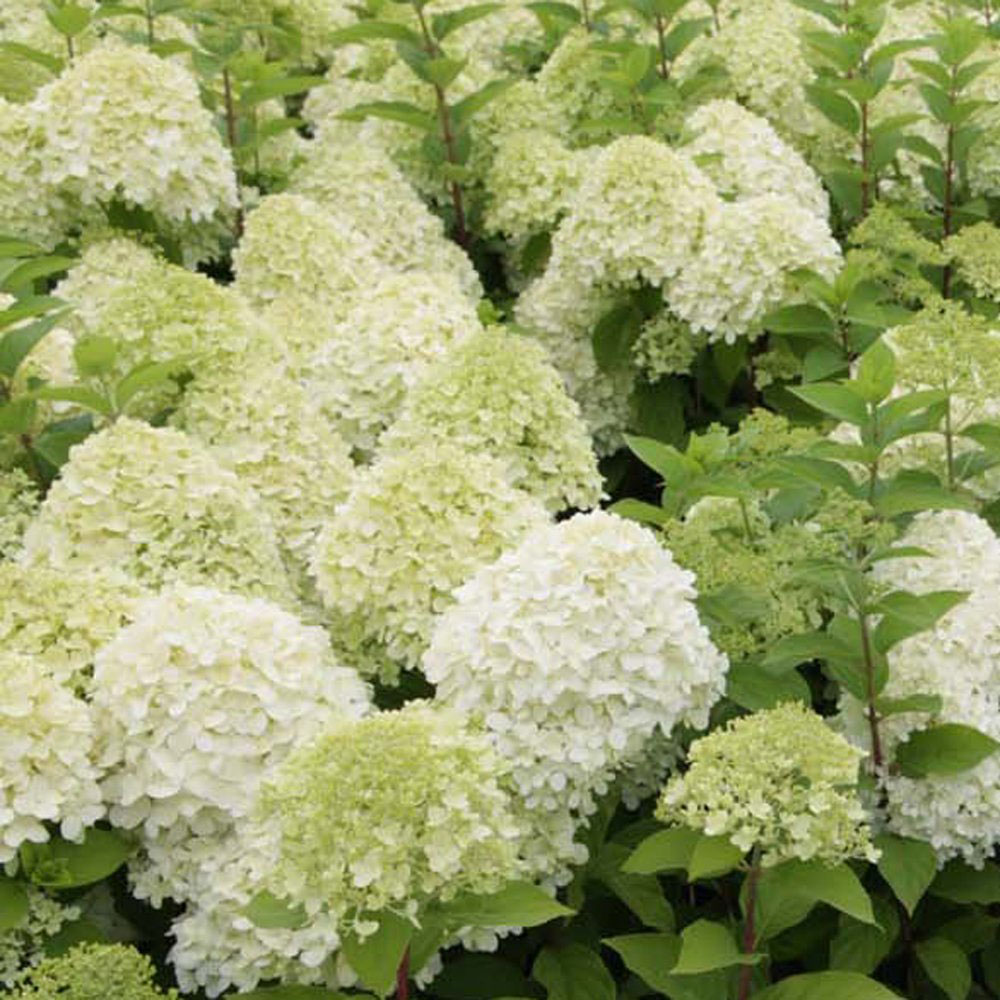 Thompson and Morgan Hydrangea Limelight Standard Plant Pot 4.5L Image 9