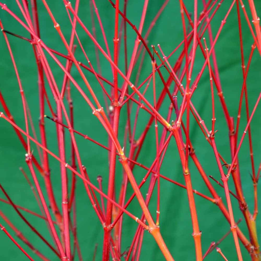 Thompson and Morgan Acer Palmatum Sango-kaku Plant Pot 10.5cm Image 4