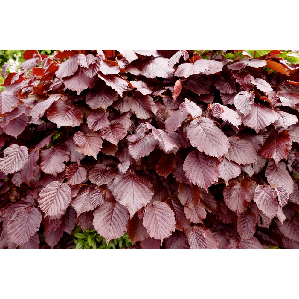 Inspirational Gifting Purple Beech Semi-Evergreen Bare Root Hedge Plant 4-5ft 10 Pack Image 4