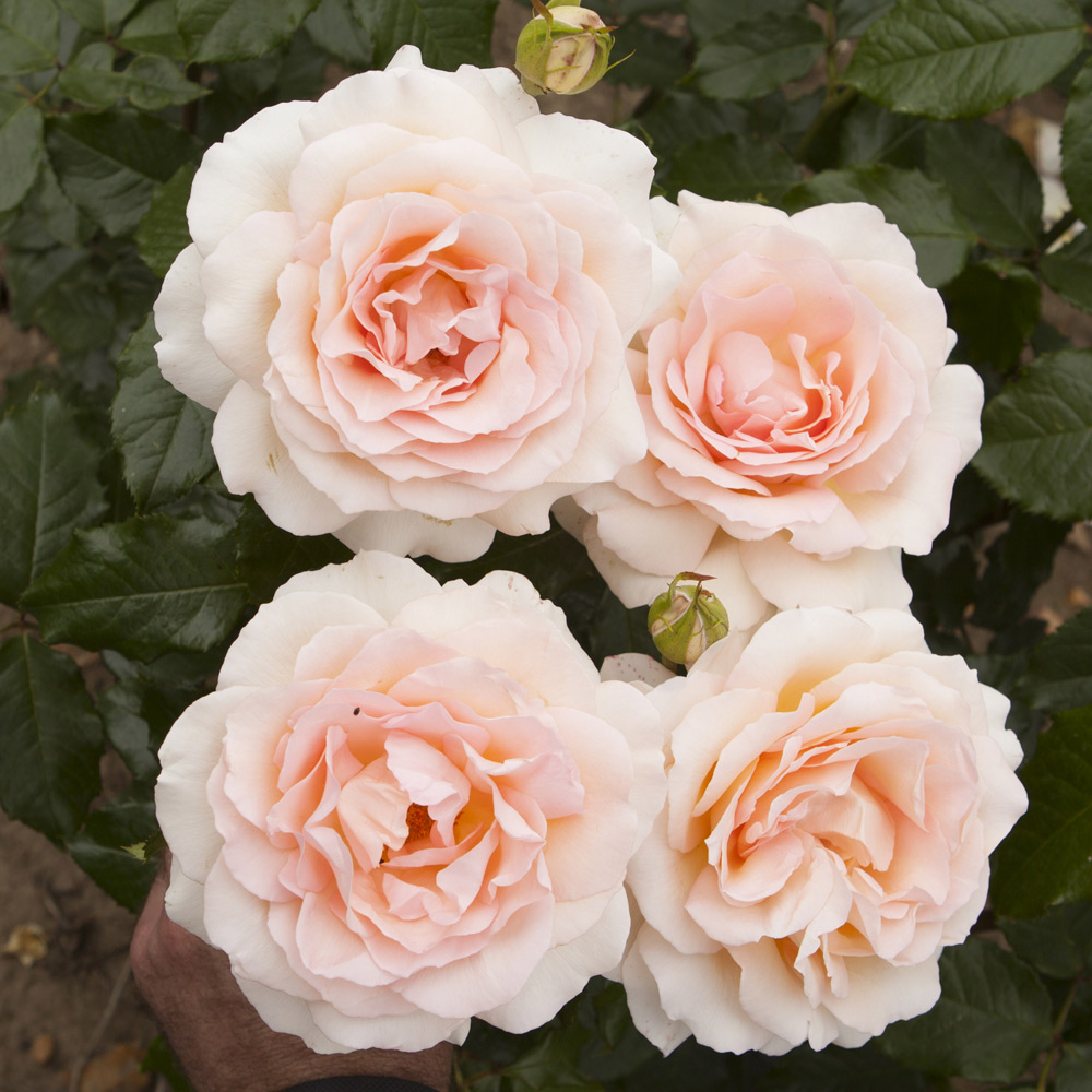 YouGarden Harkness Rose 'Chandos Beauty' Pot 3L Image 3