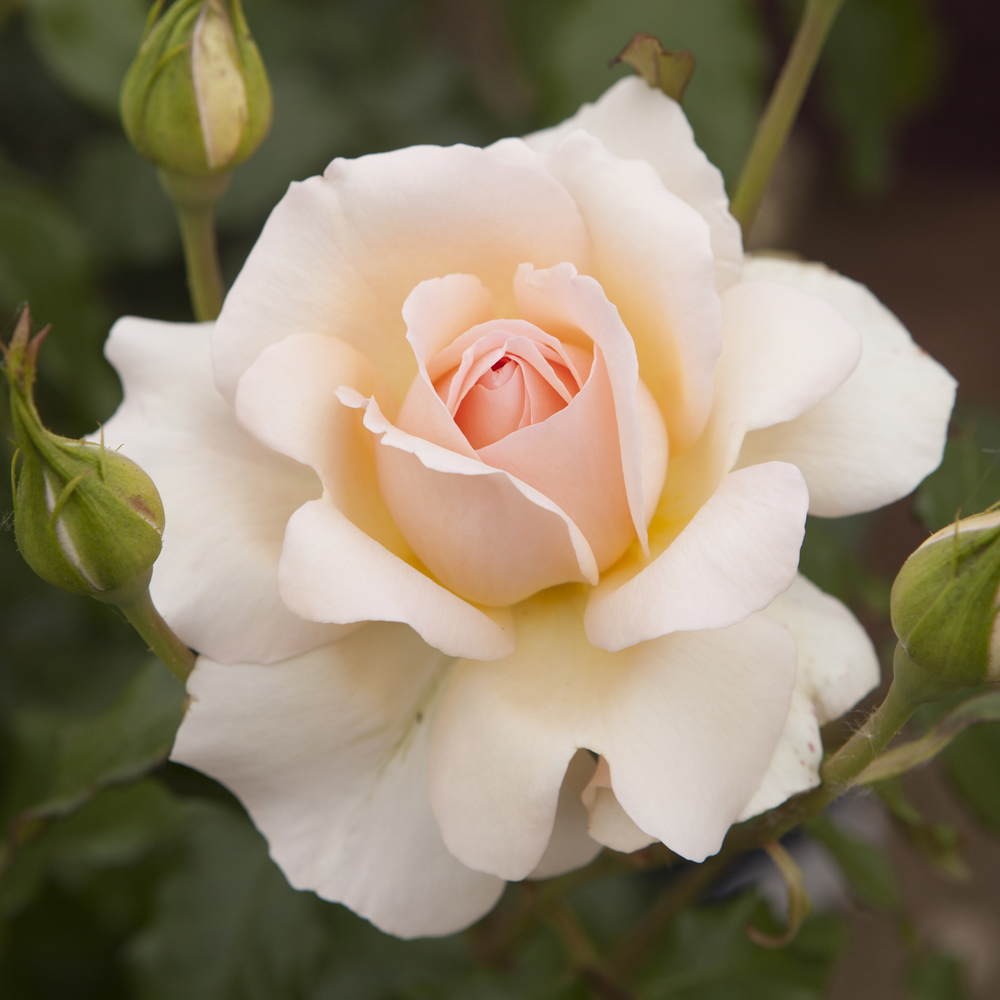 YouGarden Harkness Rose 'Chandos Beauty' Pot 3L Image 1