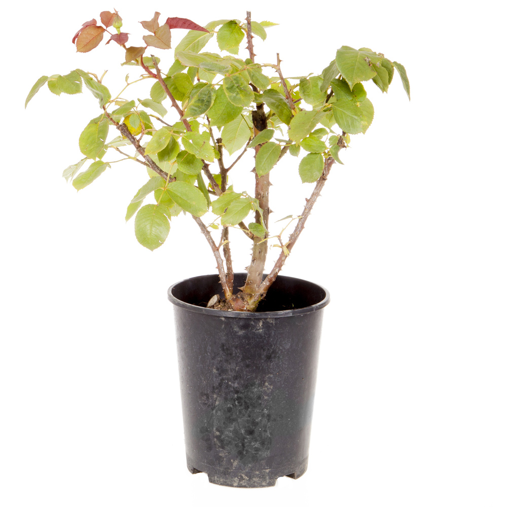 YouGarden Harkness Rose 'Chandos Beauty' Pot 3L Image 4