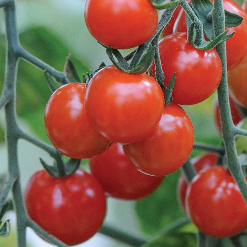 Thompson & Morgan Fertiliser Incredicrop 100g Image 2