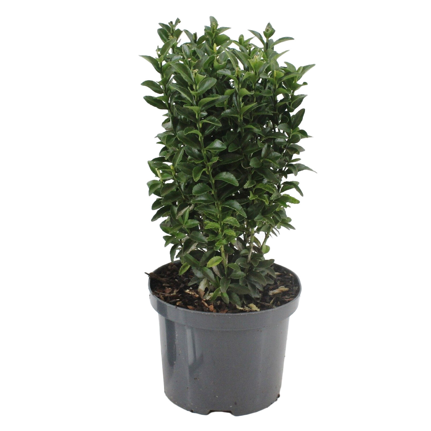 Euonymus Paloma Blanca - Green Image