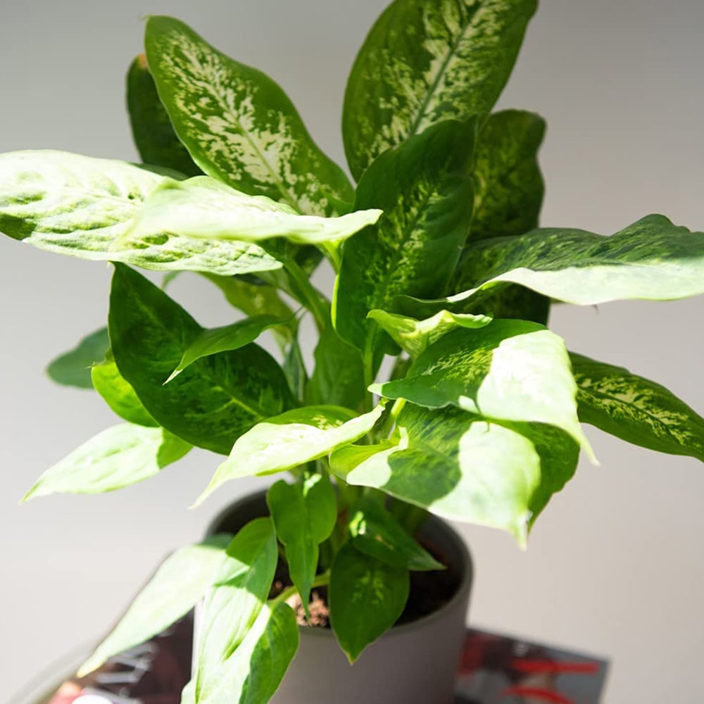 Thompson and Morgan Dieffenbachia Maculata Compacta Potted Plant 12cm Image 7