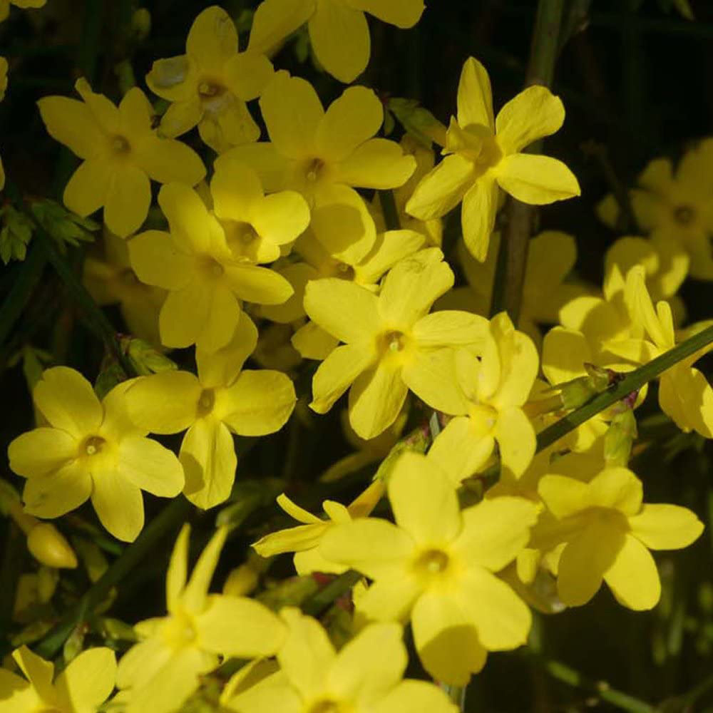 Thompson and Morgan Jasminum Nudiflorum Plant Pot 1.7L Image 2