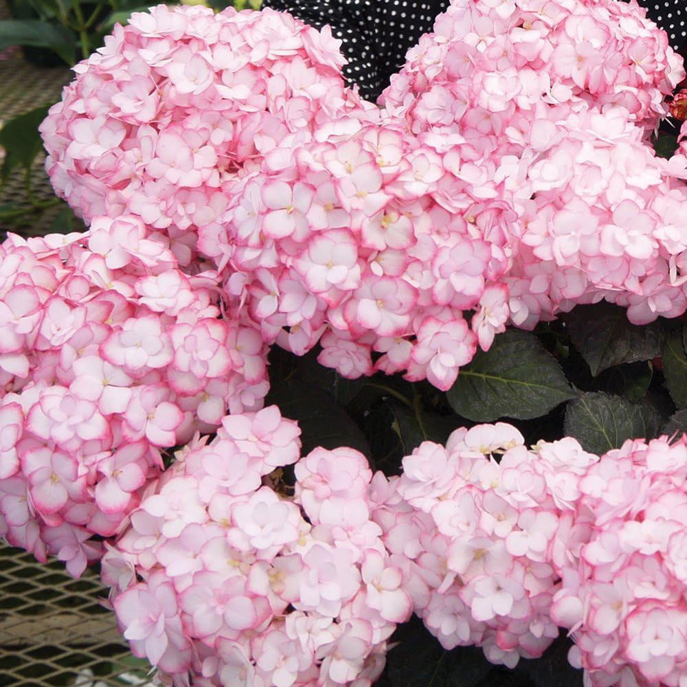 Thompson and Morgan Hydrangea Miss Saori Plant Pot 9cm 2 Pack Image 4