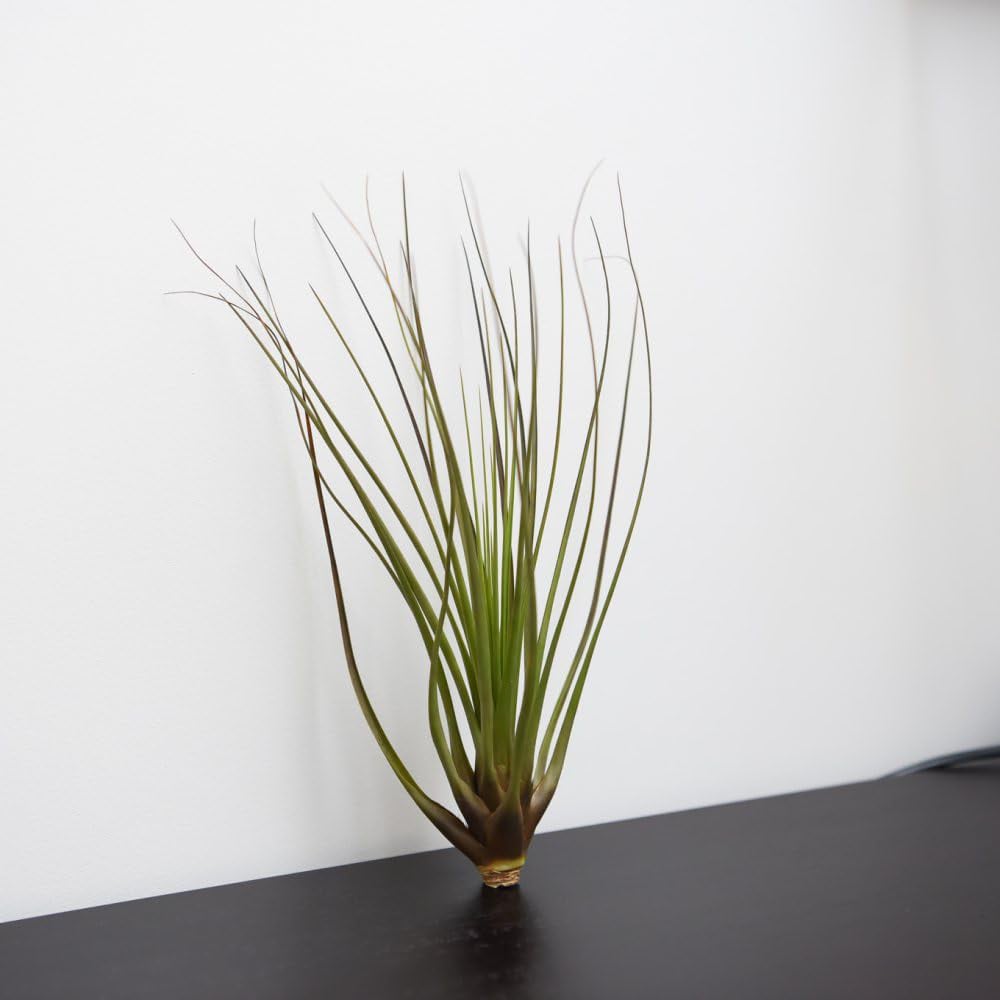 Thompson & Morgan Air Plant Tillandsia Melonacrater Tricolour Medium Image 2