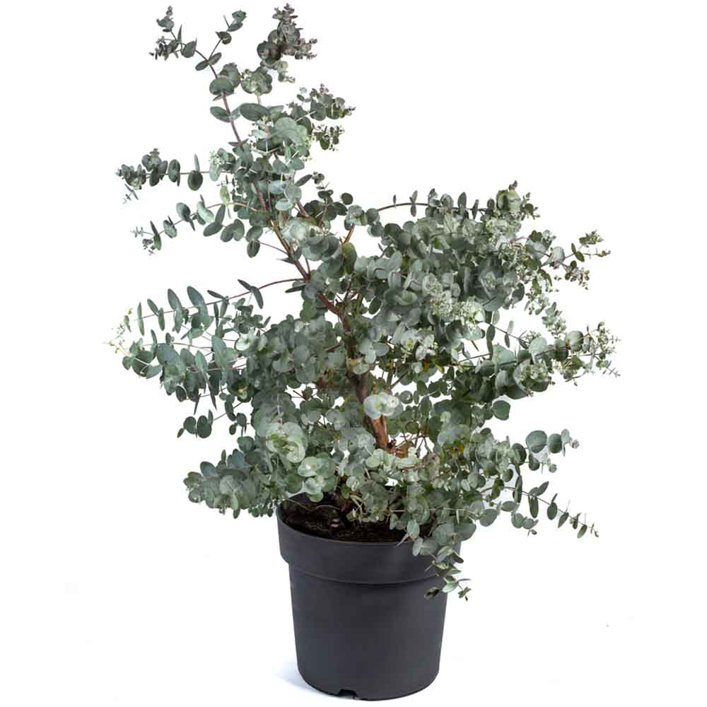 YouGarden Eucalyptus Cinerea Plant Pot 24cm Image 2