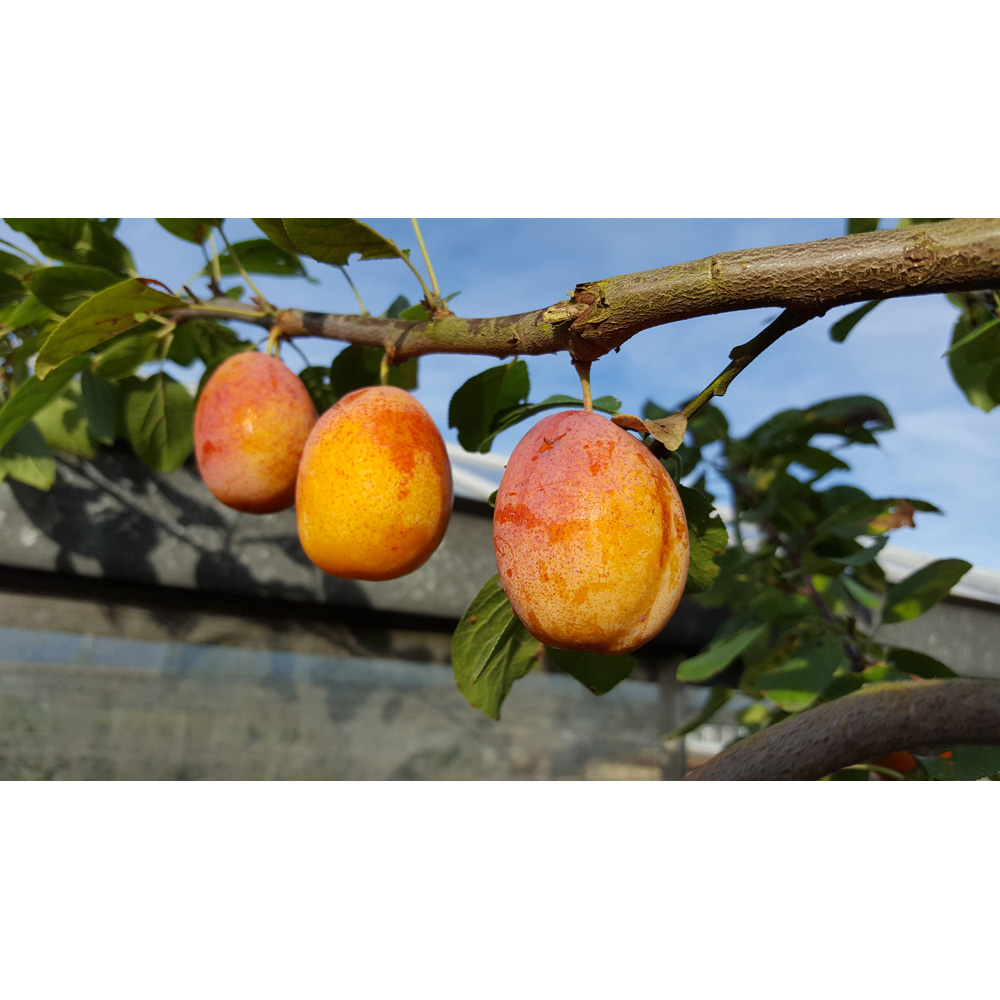 Frank P Matthews Trees Miracot Prunus Aprimira Weiwa Maiden Tree Image 2