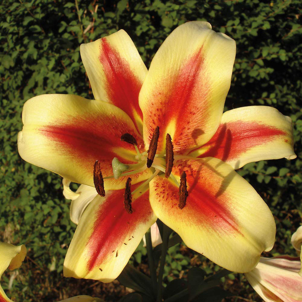 Thompson and Morgan Tree Lily Collection Planting Bulb 18 Pack Image 5