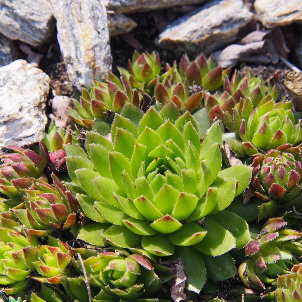 Thompson and Morgan Sempervivum Mixed Plant in Pot 5.5cm 10 Pack Image 7