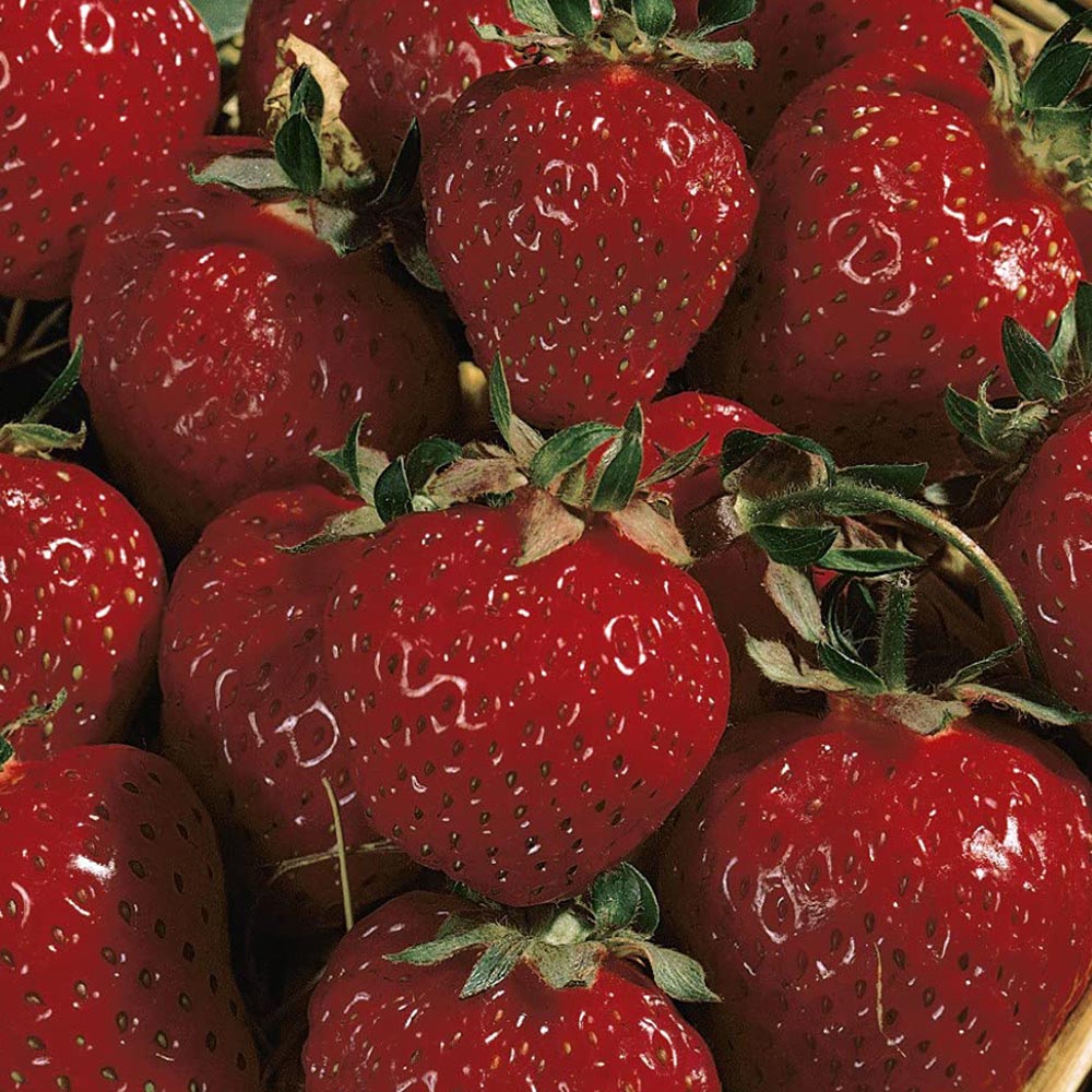 Thompson and Morgan Strawberry Fragaria Honeoye Plant in Pot 9cm 3 Pack Image 4