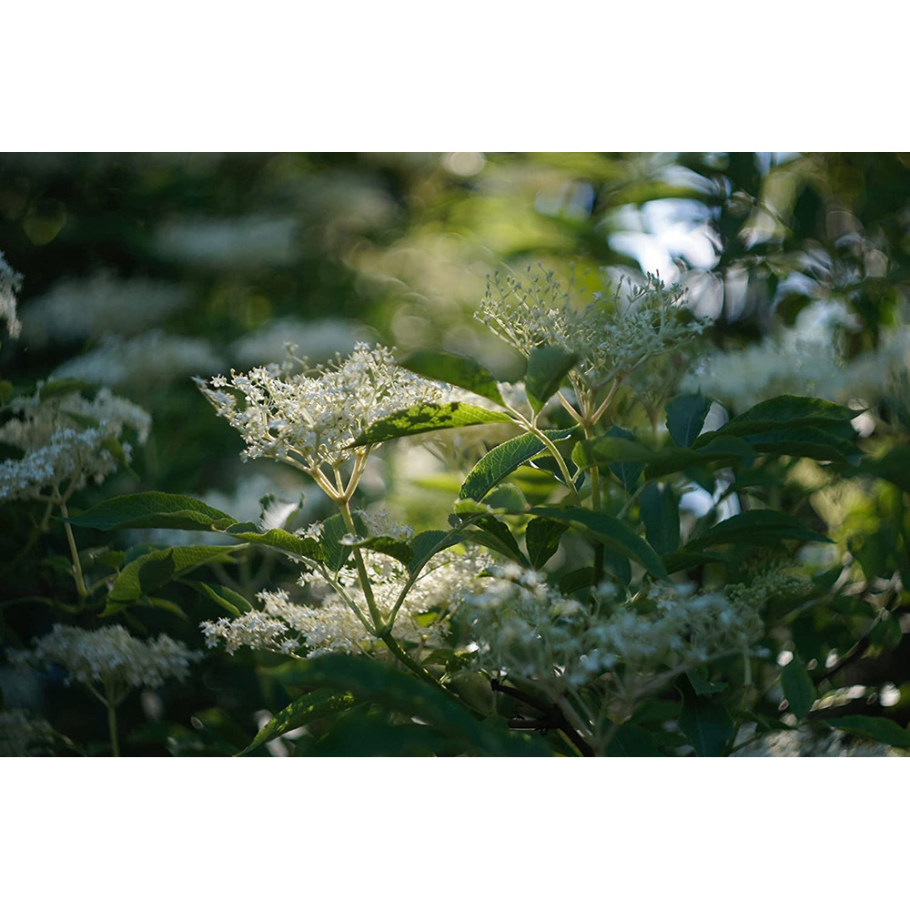 Inspirational Gifting Elder Bare Root Hedge Plant Sapling 2-3ft 20 Pack Image 2