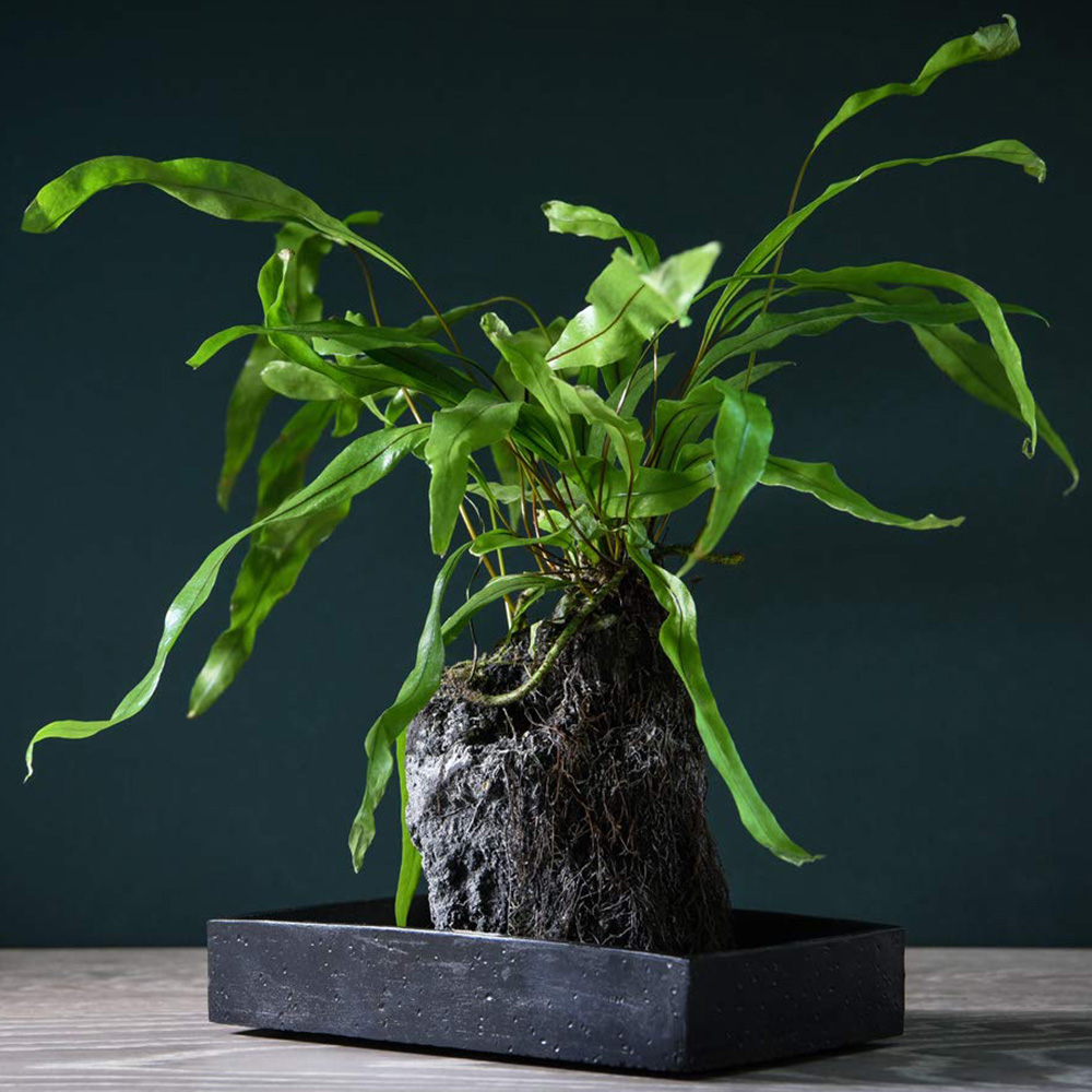 Thompson and Morgan Lova Diversifolium Lava plant with Wooden Tray Image 1