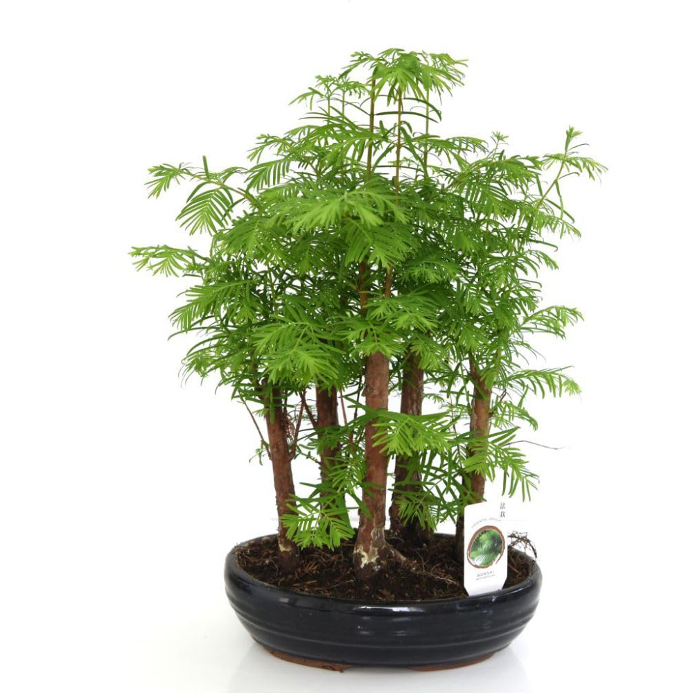 Thompson and Morgan Bonsai Metasequoia Forest in Oval Ceramic Potted Plant 16cm 2 Pack Image 2