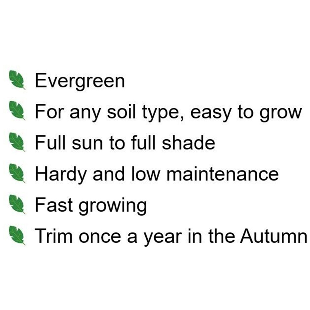 Inspirational Gifting Laurel Evergreen Bare Root Hedge Plant 3-4ft 5 Pack Image 8