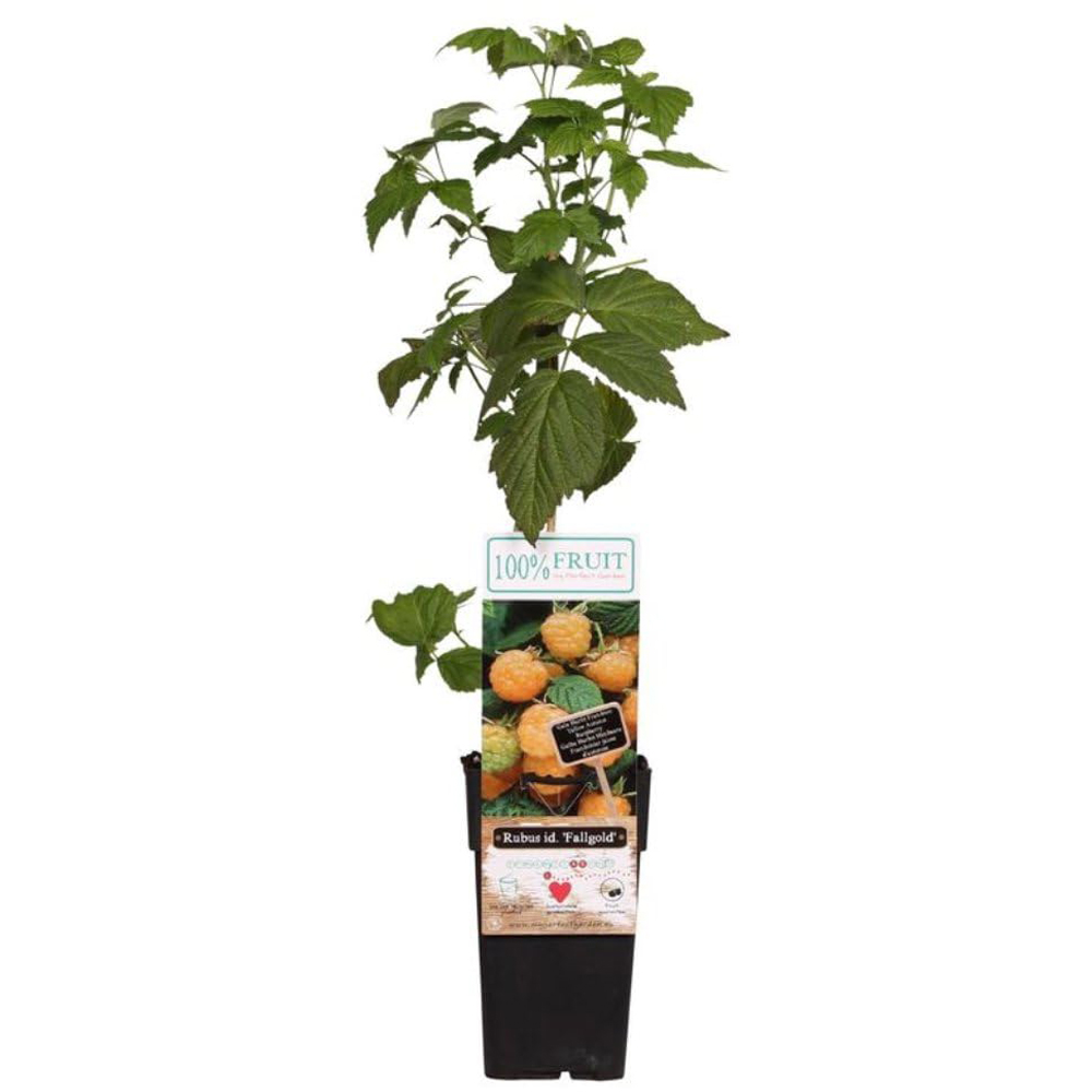 Thompson and Morgan Rubus Raspberry Idaeus Fallgold Plant Pot 15cm Image 3