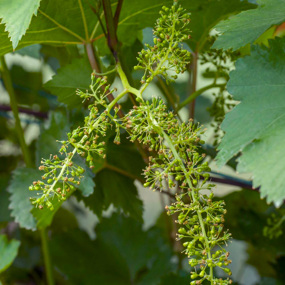 Thompson and Morgan Vitis Grape Bianca Plant in Pot 15cm 2 Pack Image 2