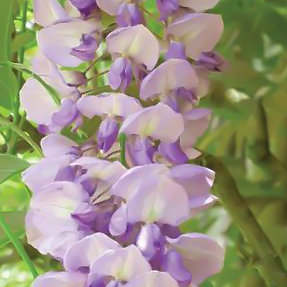 Thompson and Morgan Scented Plant Trio Collection Plant Pot 9cm 3 Pack Image 3