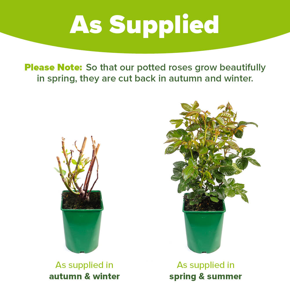 YouGarden Rose Climbing Collection Plant in Pot 4.5L 2 Pack Image 4