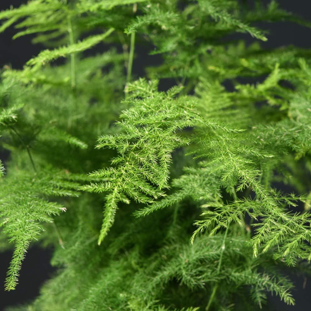 Thompson & Morgan Asparagus Fern Plumosus Potted Plant Image 3