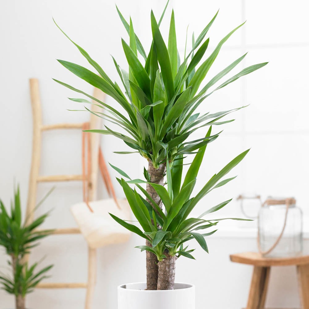 YouGarden Yucca 2 Stem Plant Image 1