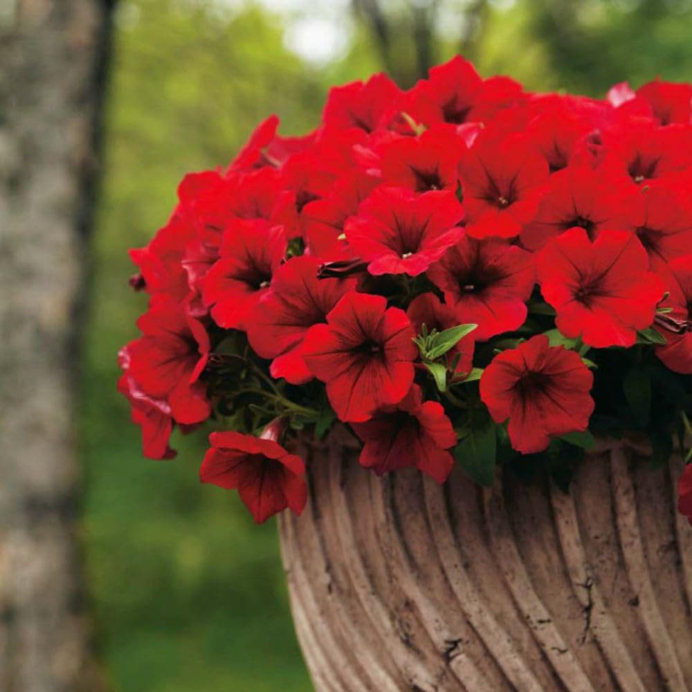 Thompson and Morgan Petunia Deep Red Trailing Surfinia Postiplug Plant 20 Pack Image 3