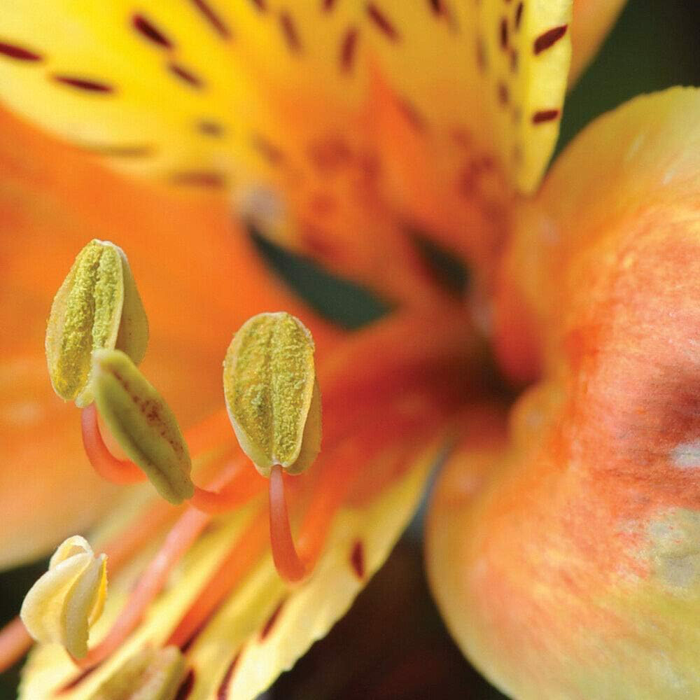 Thompson and Morgan Alstroemeria Summer Duo Jumbo Plug Plant 2 Pack Image 5