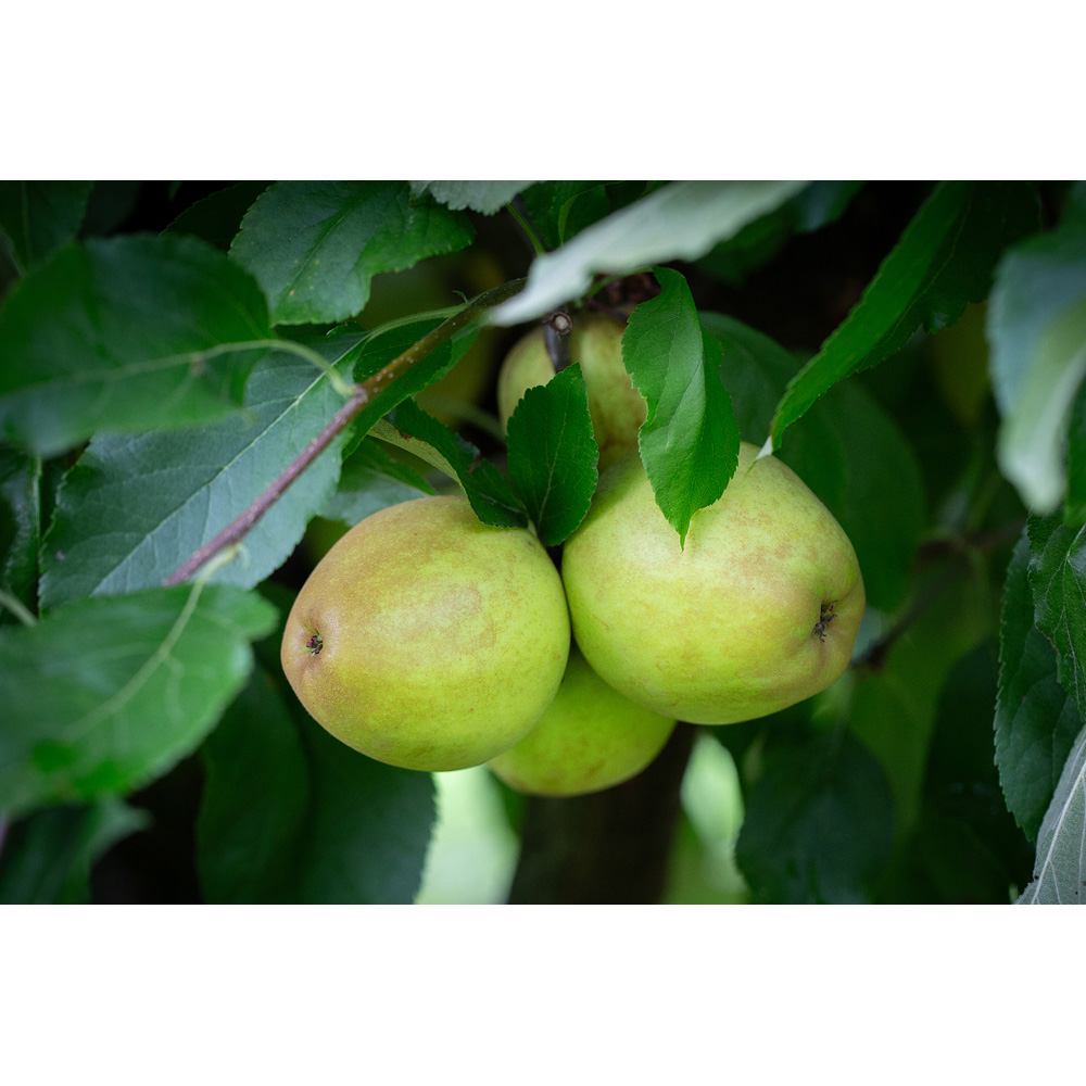 Frank P Matthews Trees Apple Malus Herefordshire Russe MM106 Maiden Tree Image 2