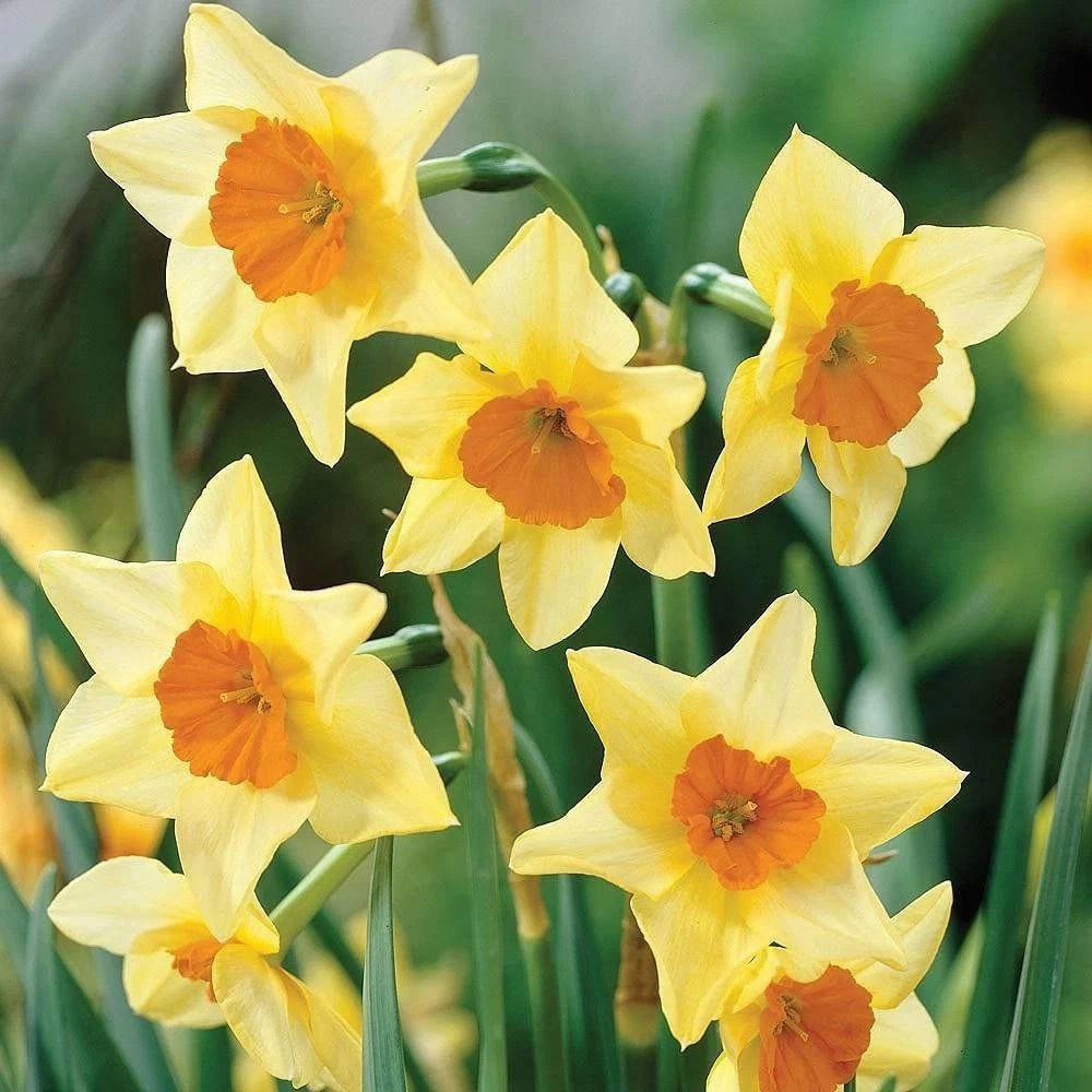 Thompson and Morgan Daffodil Super Scented Jonquilla Collection Spring Planting Bulb 40 Pack Image 5