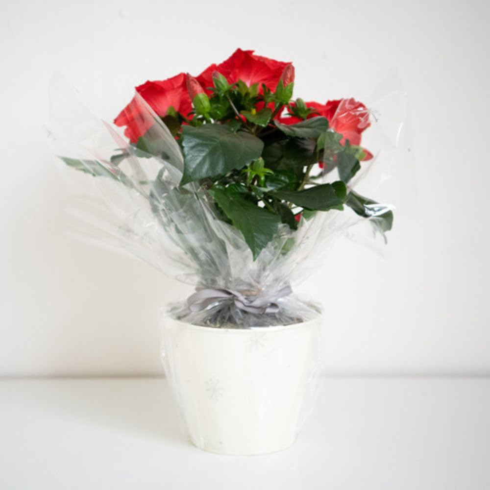 Thompson and Morgan Christmas Gift Hibiscus Flair Plant Pot 13cm Image 4
