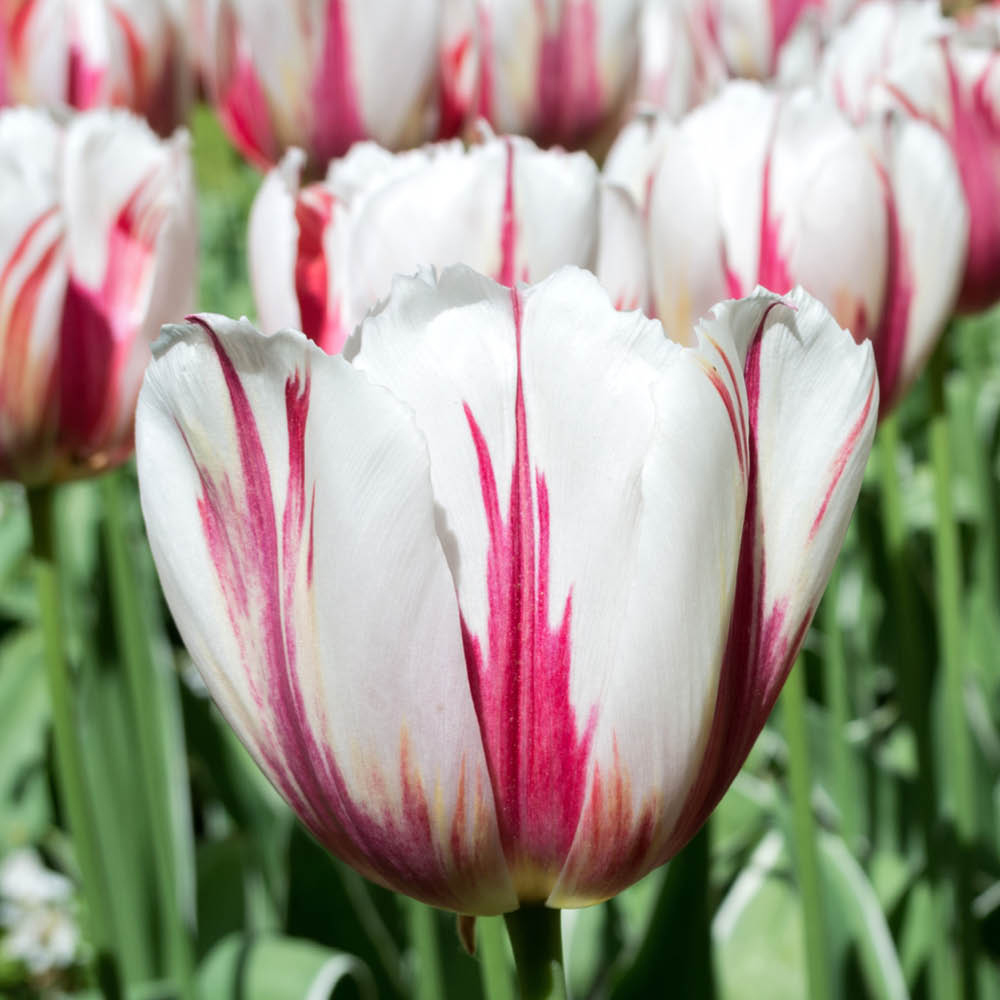 YouGarden Happy Generation Tulip Planting Bulb 24 Pack Image 3